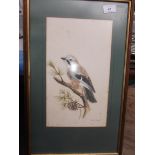 Framed watercolour of a Jay signed J.K.