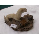 Stuffed Stoat