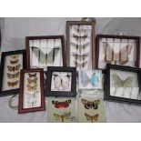 Mounted butterflies in individual presentation cases (8) and a pair of butterfly tiles