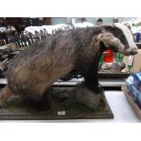 Stuffed Badger on rectangular plinth