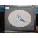 Framed unsigned watercolour of a Blue Tit with grub in mouth