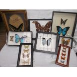 Selection of mounted butterflies in presentation glass cases (8)