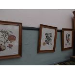 Set of 3 pine framed coloured fruit prints