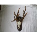 Mounted skeleton mask of an Antelope