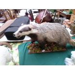 Stuffed Badger on decorative rectangular plinth