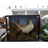 White Cock Pheseant in presentation case (no glass to front)