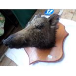 Shield mounted female Wild Boar