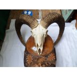 Skeleton mask of a Horned Ram mounted on decorative carved wall plaque