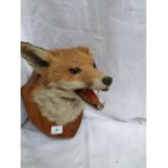 A mounted Fox mask on wooden shield (one ear missing)