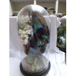 Pair or ornamental Love Birds in domed glass case