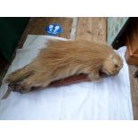 A Porcupine mounted on a log (malting)