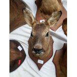 A young Antelope on shield shaped mount