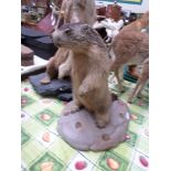 A yearling Groundhog on oval base