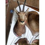 Mounted head of a believed Gerenuk Antelope