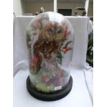 Tawny Owl in domed glass presentation case