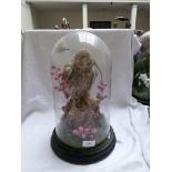 A little Owl in domed glass case