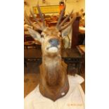 FINE OAK SHIELD MOUNTED STAGS HEAD (7/14)