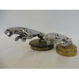 Two different sized Jaguar 'leaper' car mascots, both radiator cap mounted.