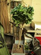 Costco Bay tree in Pot. 160cm Tall. RRP £60