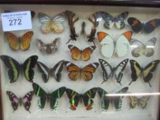 Glass display case containing various butterflies