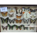 Glass display case containing various butterflies