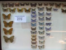 Glass display case containing various butterflies