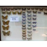 Glass display case containing various butterflies