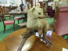 Taxidermy model of a polecat, mounted on a log. Estimate £30-40