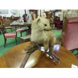 Taxidermy model of a polecat, mounted on a log. Estimate £30-40