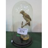 Taxidermy stuffed Thrush in glass dome case. Estimate £20-30