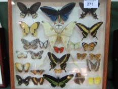 Glass display case containing various butterflies
