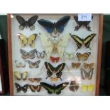 Glass display case containing various butterflies