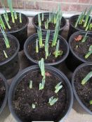 3 pots of Daffodils