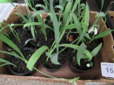 Tray of potted Snowdrops