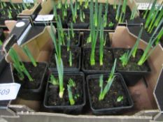 Tray of potted mini Daffodils