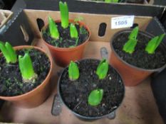 Tray of potted Hyacinth plants