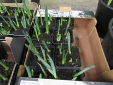 Tray of potted mini Daffodils