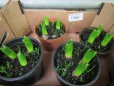 Tray of potted Hyacinth plants