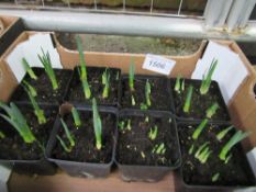 Tray of potted mini Daffodils