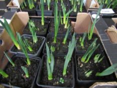 Tray of potted mini Daffodils