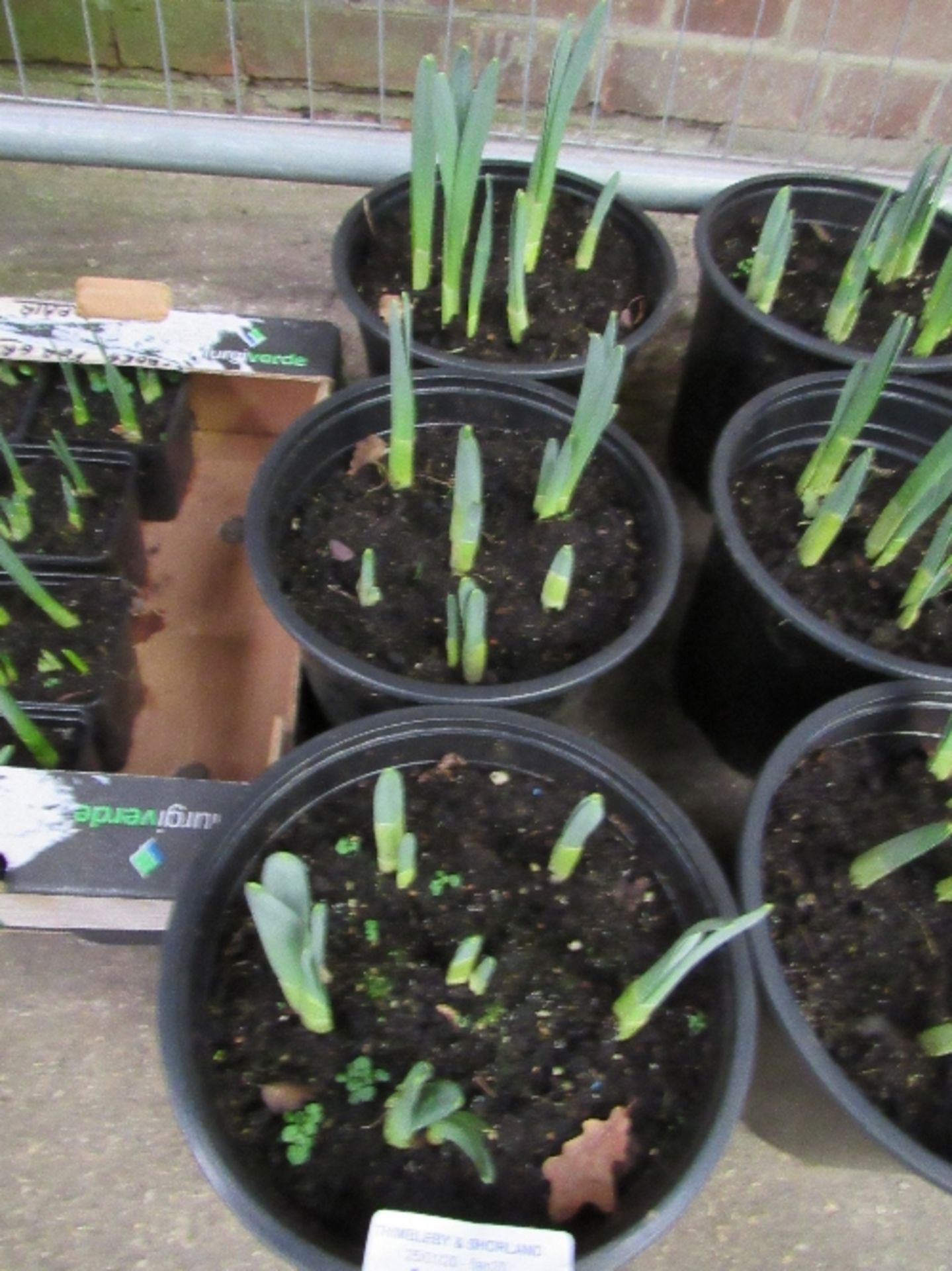 3 pots of Daffodils