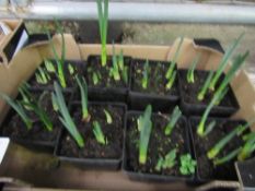 Tray of potted mini Daffodils