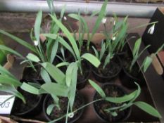 Tray of potted Snowdrops