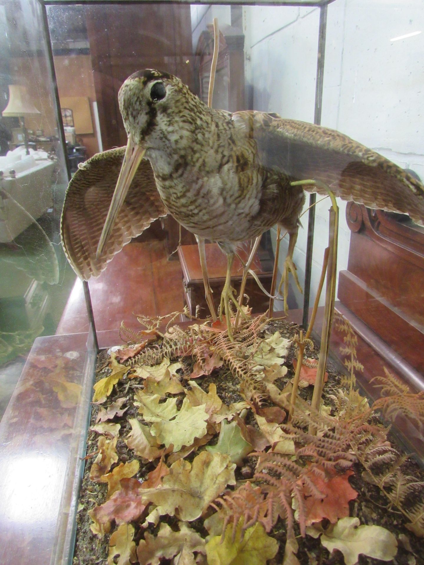 Taxidermy of a woodcock by Colin Denton (renowned Wiltshire based taxidermist) in glass case. - Image 4 of 4