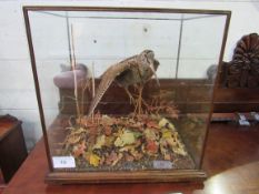 Taxidermy of a woodcock by Colin Denton (renowned Wiltshire based taxidermist) in glass case.