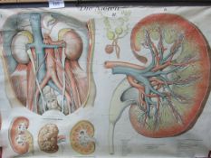 Large 1930's German anatomical medical wall hanging on wood mounts. Estimate £40-60.