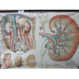 Large 1930's German anatomical medical wall hanging on wood mounts. Estimate £40-60.