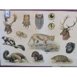 Large 1930's Dutch double-sided educational posters on card, with wild animals picture signed M.A