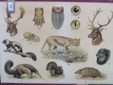 Large 1930's Dutch double-sided educational posters on card, with wild animals picture signed M.A