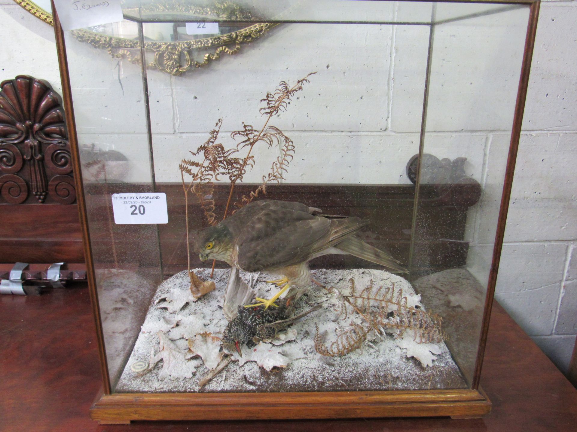 Taxidermy of a Sparrow Hawk and Starling by Colin Denton in a glass case. Estimate £250-280. - Image 5 of 5